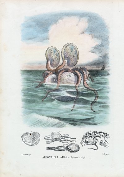 Paper Nautilus, 1863-79 by Raimundo Petraroja